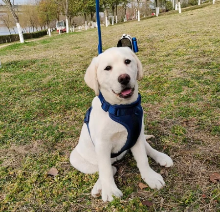 Padrões de qualidade de arreios para cães: o que os compradores devem verificar